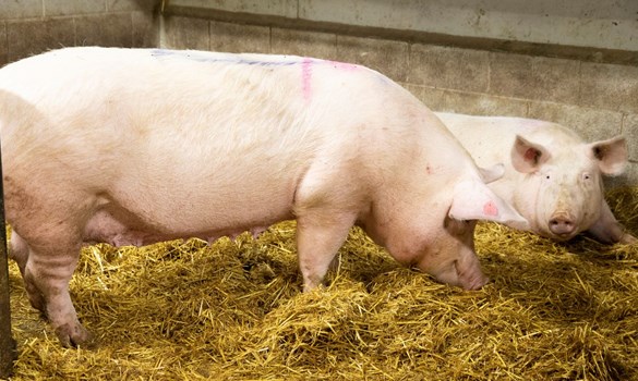 Two sows indoors on straw